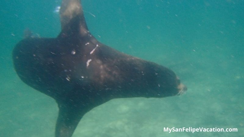 swimming with sea lions in Bahia de Los Angeles