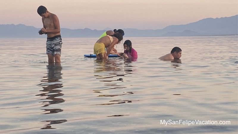 La Gringa Beach Bahia de Los Angeles - Exploring the marine life