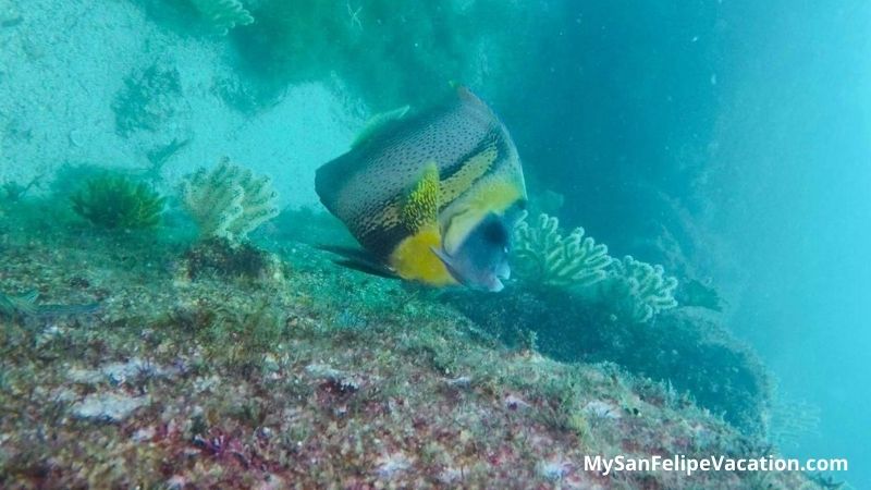 Angel Fish in Bahia de Los Angeles