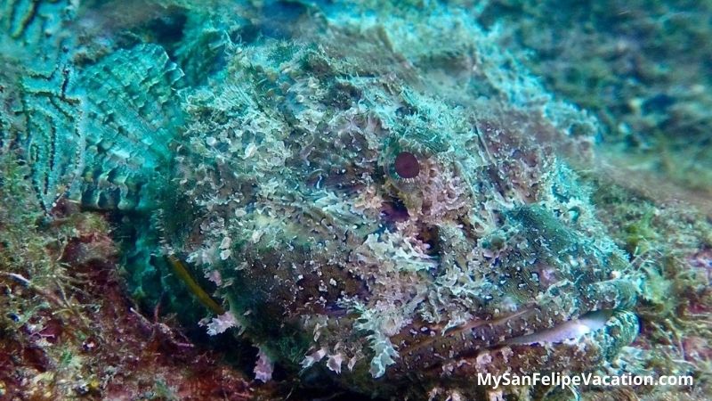 Camouflaged fish in Bahia de Los Angeles