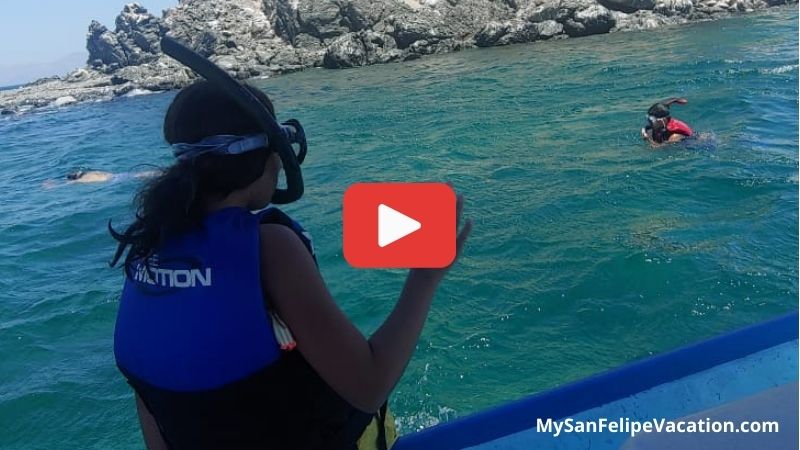 video of swimming with sea lions in Bahia de Los Angeles