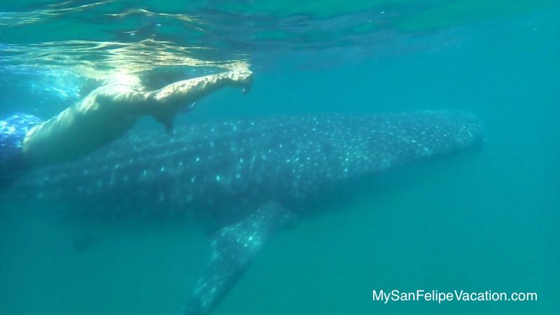 Bahia de Los Angeles swim with whale sharks