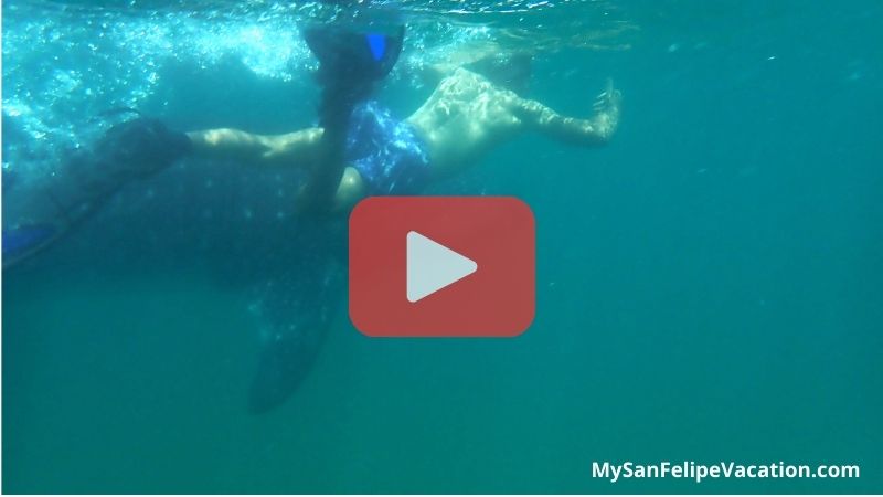 link to video of swimming with whale sharks