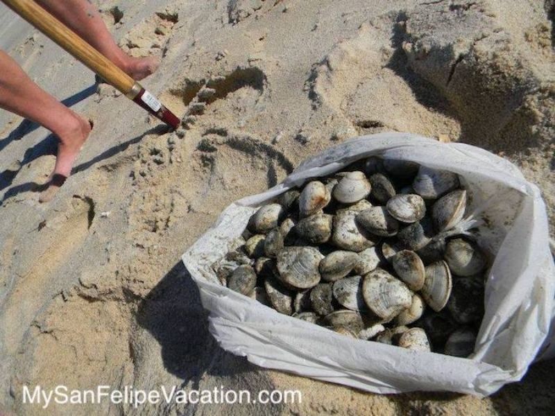 Clamming on the beach El Dorado Ranch San Felipe Baja