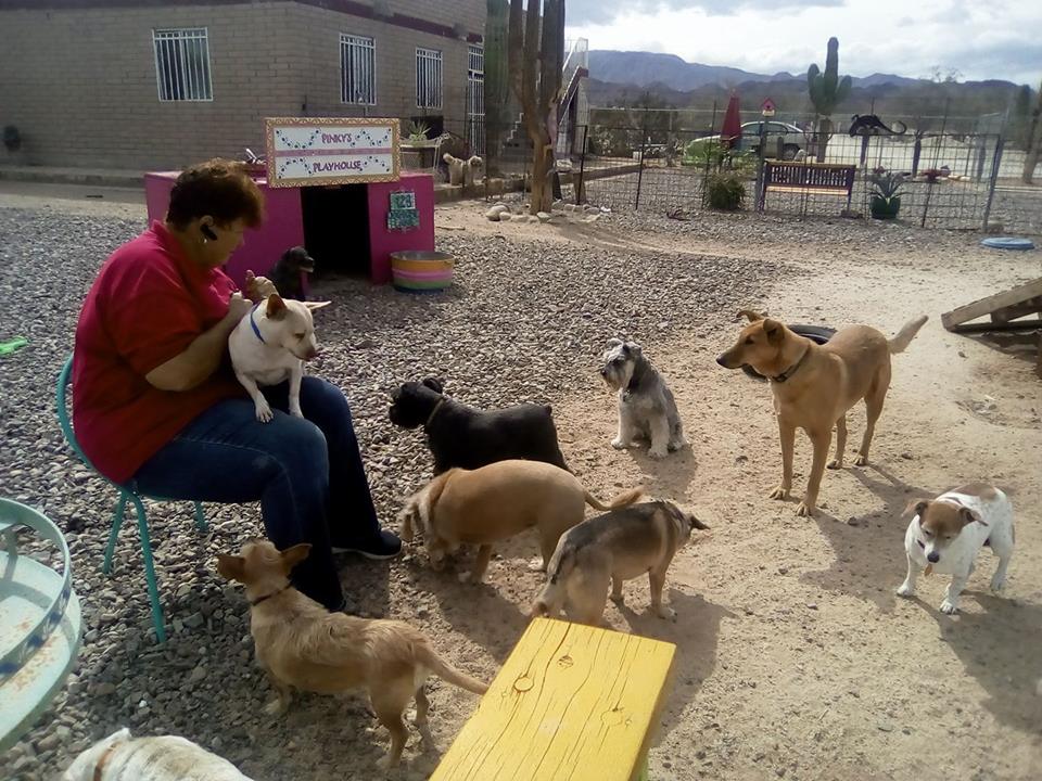 playing with dogs and Baja Bed and Biscuit