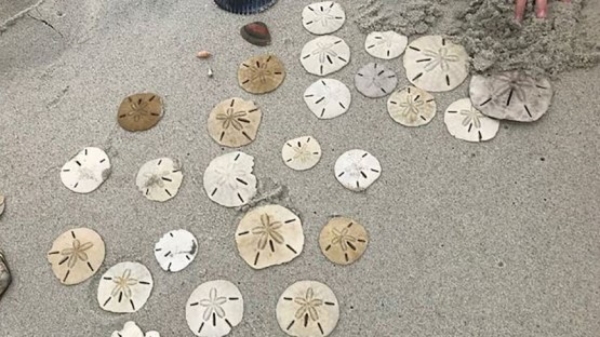 Kids fun in San Felipe, Mexico - Finding Sand Dollars