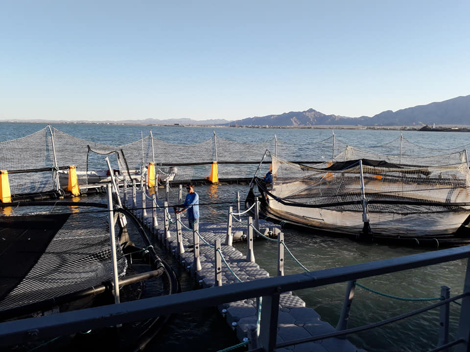 Totoaba nature preserve on the Sea of Cortez, San Felipe