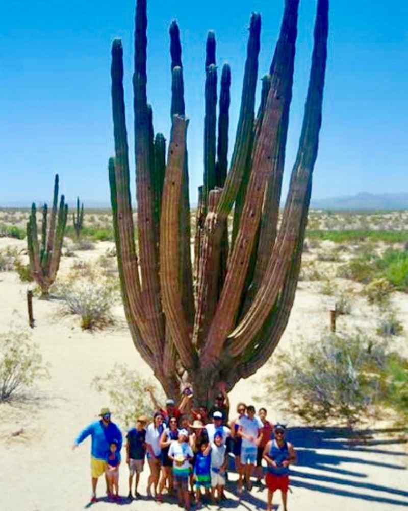 Guest standing by giant cardn cactus near San Felipe