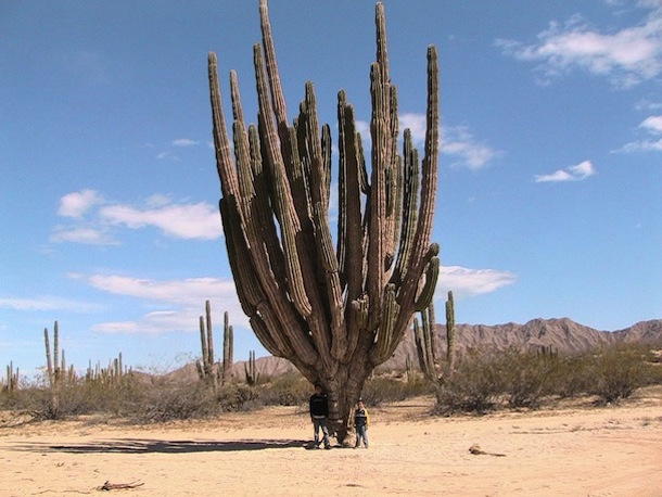 Giant Cactus Tour San Felipe