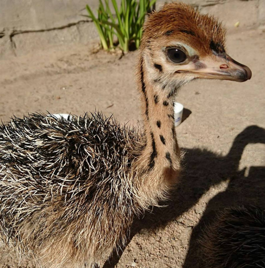 Ostrich Farm Tour San Felipe