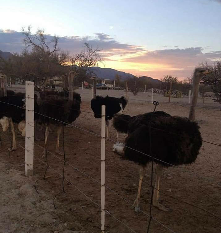 Ostrich farm tour in San Felipe, Baja California