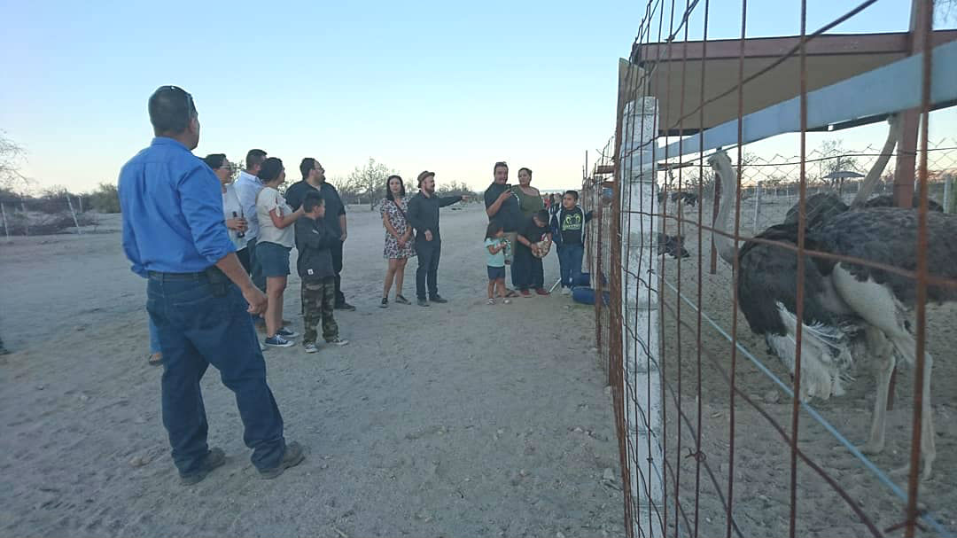 Guest at Ostrich Farm Tour San Felipe