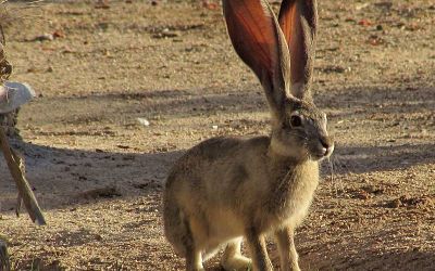 Jackrabbit in San Felipe