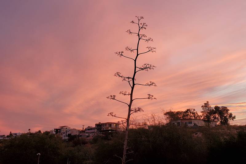 beautiful pink sunset in san felipe