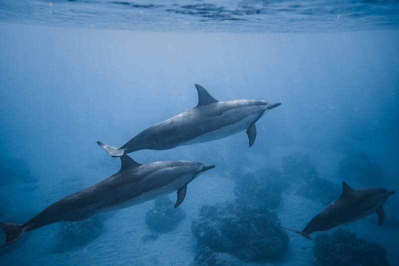 dolphins in the gulf of california