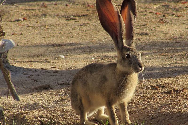 Jackrabbit in San Felipe