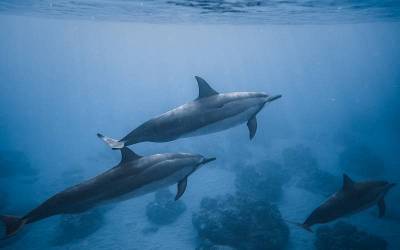 Discover the Magic of the Gulf of California: A Guide to the Advantages of the Gulf Over the Pacific