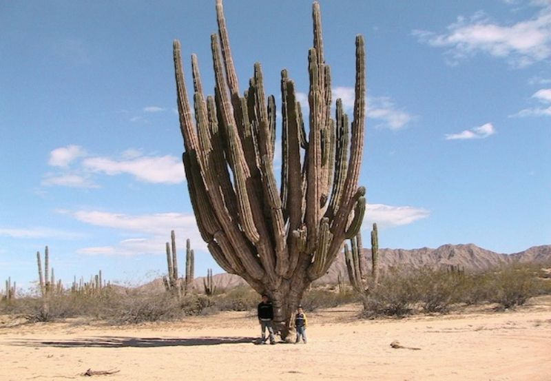 san-felipe-baja-california-great-places-to-take-pictures-valle-de-los-gigantes-sahuahros-place-2