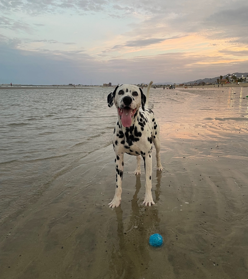 dog-playing-on-the-beach-cloudy-san-felipe-baja-california