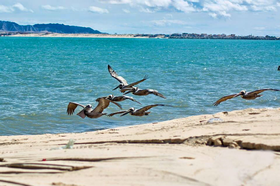 San Felipe Pelicans Flying over water