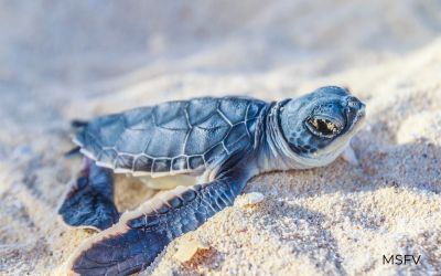San Felipe Sea Turtles