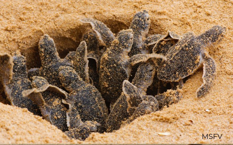 baby sea turtles San Felipe Mexico