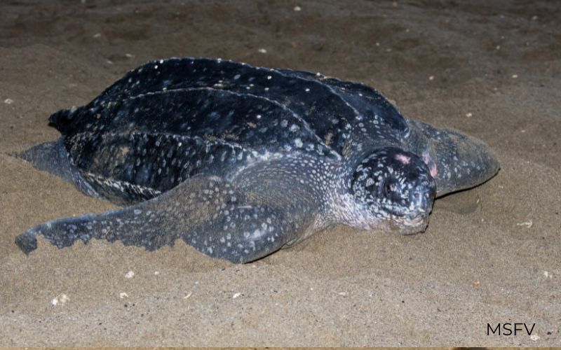 Pregnant female Sea turtle San Felipe Mexico