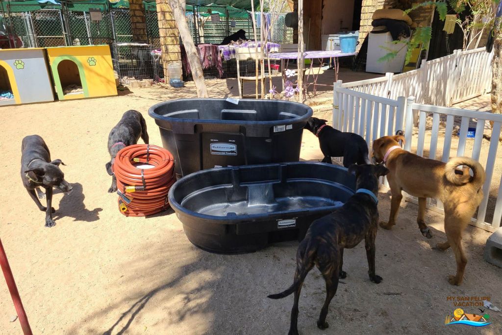 San Felipe Dog Rescue Bathtubs 