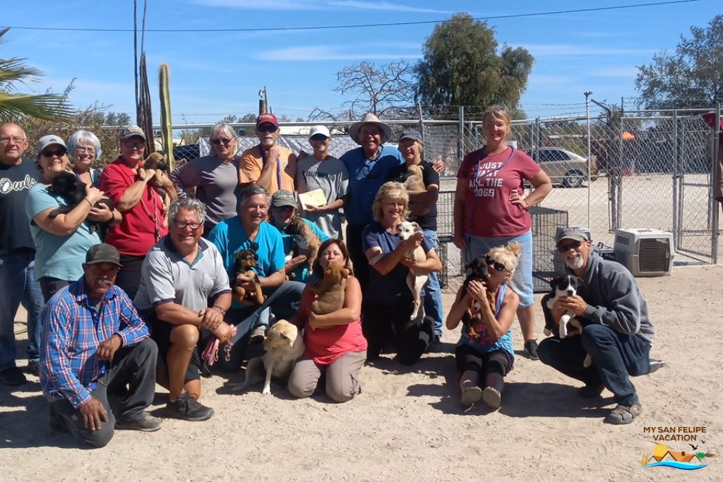 San Felipe Dog Rescue